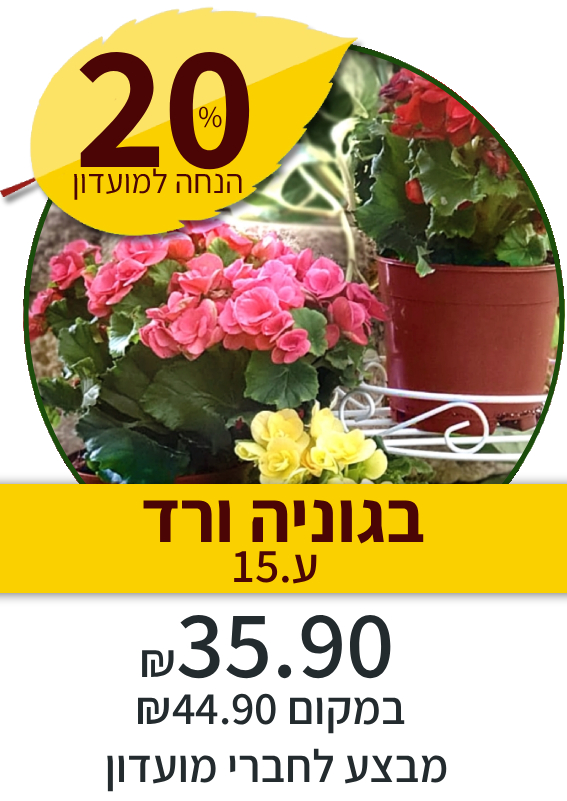 בגוניה ורד